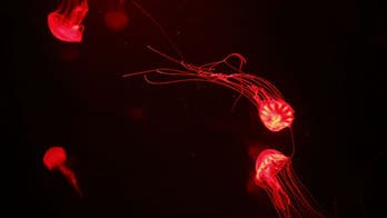 Does urine really ease the pain of jellyfish stings?