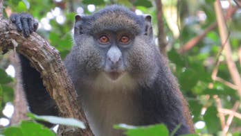 Promiscuous monkeys are having sex with other species, research shows