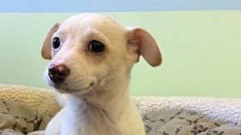 Meet our adoptable dogs looking for their forever homes!