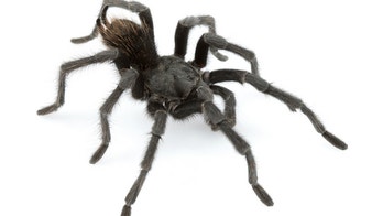 Tarantula in black: Dark, hairy spider named after Johnny Cash
