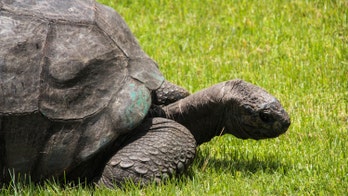 183-year-old giant tortoise gets new lease on life thanks to healthier diet