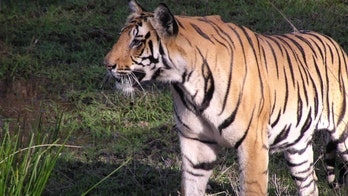 Hope for tigers? Study finds their numbers could double by 2022