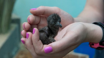 Cute debut: First fairy penguin chick born at Bronx Zoo