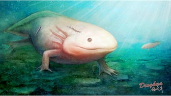 Bizarre Jurassic parasite sported sucker on its body