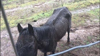 Horse sues former guardian for neglect, seeks $100,000 in damages