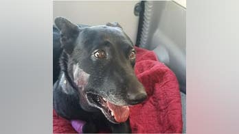 Gunman wounds Utah K9, police say; officers shoot suspect