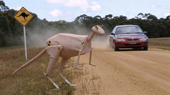 Volvo developing kangaroo-detecting radar system