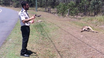 Australian driver deliberately kills 17 kangaroos