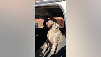 Kansas dog returned to owner after taking 81-mile trip with car thief