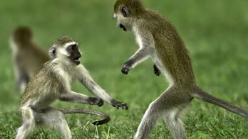 Monkey triggered nationwide blackout in Kenya, officials say