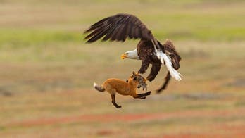Eagle snatches fox holding rabbit in mouth in dramatic images