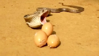 WARNING, GRAPHIC IMAGES: Greedy snake tries to eat 8 chicken eggs at once, fails miserably