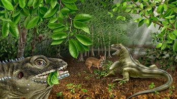 Real-life 'Lizard King' named for Doors' Jim Morrison