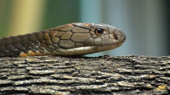 Indian man sentenced to life after killing wife with cobra