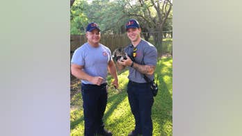 Louisiana firefighters perform 'kitten extrication' in video