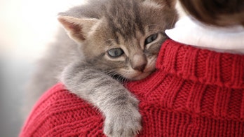 Owning a cat won't make you mentally ill, study says
