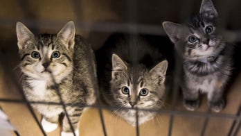 City quarantines hundreds of cats amid bird flu outbreak