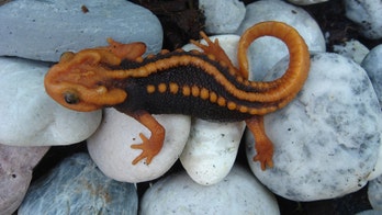 163 new species, including 'Klingon Newt', discovered