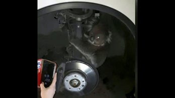 Koala hitches a ride...underneath truck