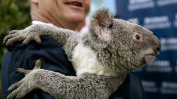 Australian government spends too much on koala cuddling, opponents say