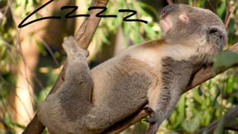 Want to Sleep Better? Eat More Cherries, Less Chicken