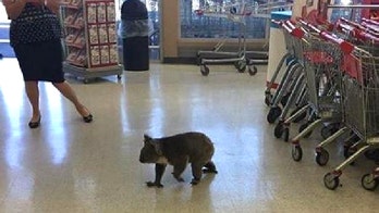 Shoppers shocked as koala strolls through Coles