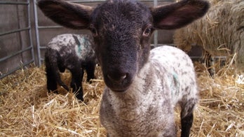 Early life pain may affect the next generation