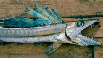 Scary fanged cannibal fish washes ashore alive