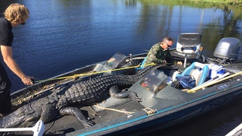 Florida hunter nabs 13-foot gator, 1 foot shy of state record