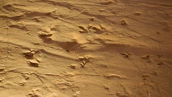 Stampeding dinosaurs were actually swimming