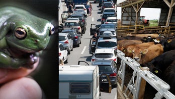 Don’t eat that frog: Wacky laws pose challenge for states cleaning up the books