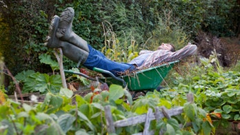 Perfect Plants for Lazy Gardeners