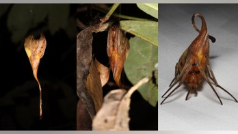 Newfound spider species masquerades as a dried-up leaf
