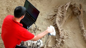 Giant fossils get renewed life with 3D scans