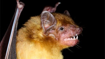 Two lemon-yellow bat species discovered in Africa. And they're adorable fuzz balls.