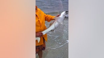 Feisty shark bites Florida fisherman after being released