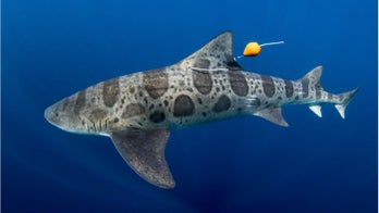Sharks may use their noses to navigate the world's oceans