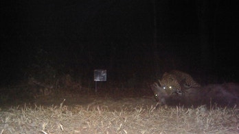 Caught on camera: A leopard kills a deer in India