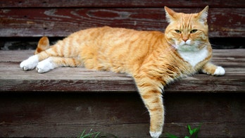 Cat banned from college library goes viral