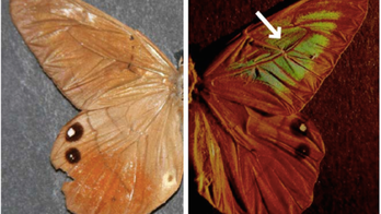 Colorful butterfly wings inspire counterfeit-proof tech