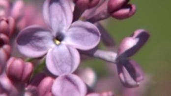 New and now:  Lilac fests, Hudson River art, Night exhibit