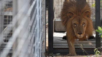 Man mauled by South African lion, graphic video shows