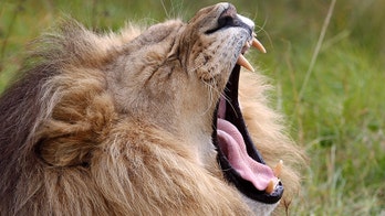 Suspected poacher mauled to death by lions in South African reserve, reports say