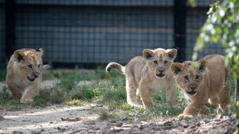 Disturbing video shows lions playing with plastic bag in Africa