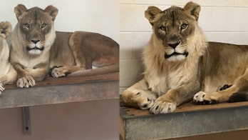 Lioness at Oklahoma City Zoo grows mane, stuns her keepers