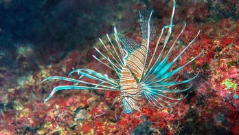 Aliens attack! Invasive lionfish arrive in Mediterranean