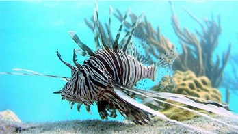 Lionfish found at sunken ship 300 feet below water's surface wreaking havoc