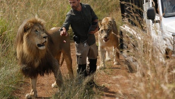 Lion fatally mauls woman at refuge of South African 'lion whisperer'