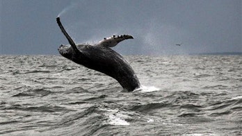 Whales return to Long Island Sound after long hiatus