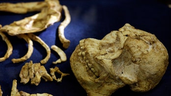 3.6-million-year-old human skeleton found, shocking scientists